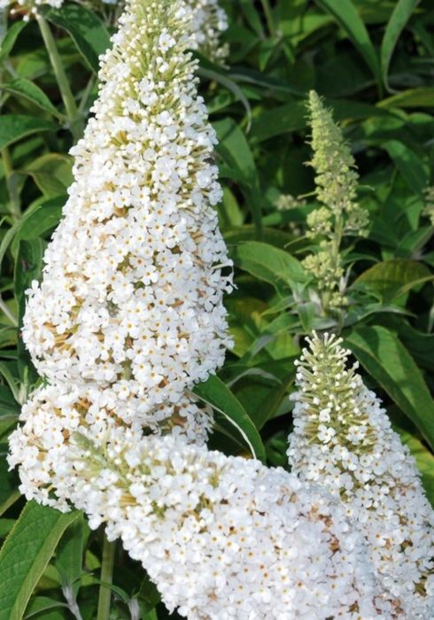 Будлея Давида саджанці