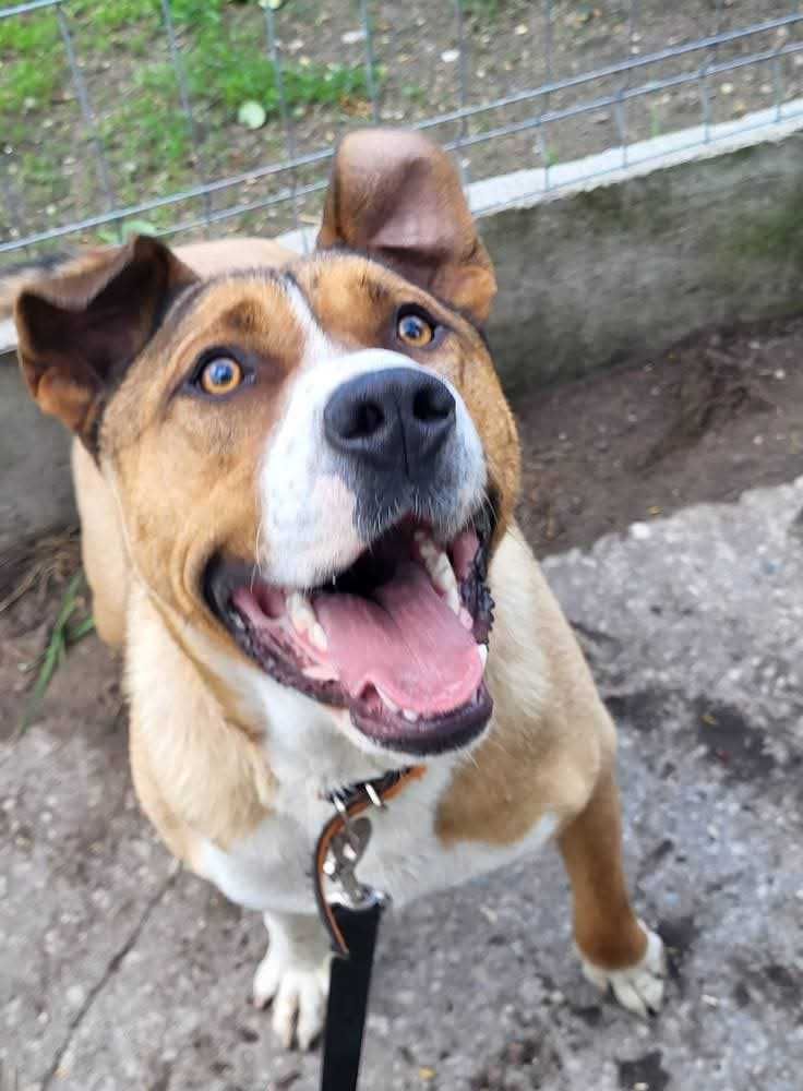 młody psiak do adopcji