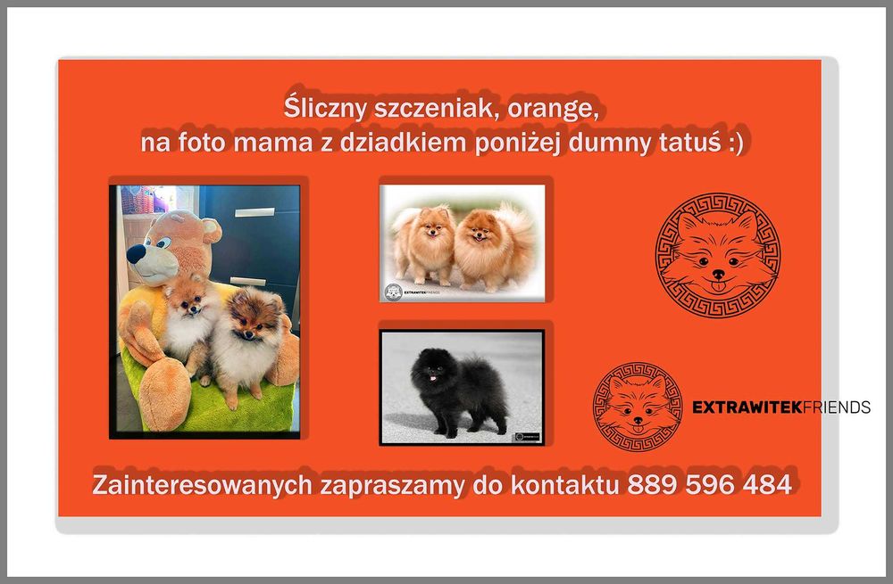Cudne szczenię po wspaniałych rodzicach !