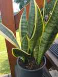Sansevieria, wężownica, język teściowej  55 cm
