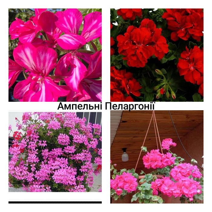 Набір Пеларгоній