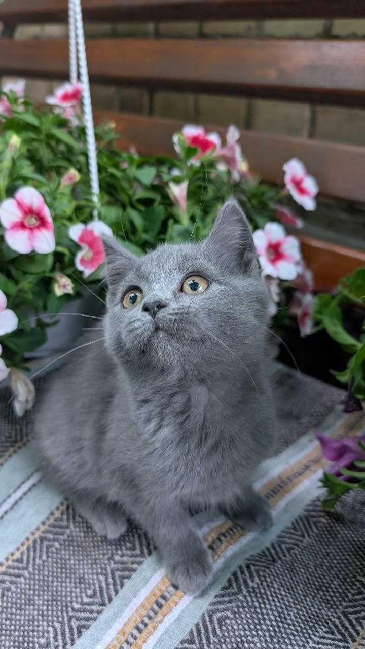 Шотландські кошенята