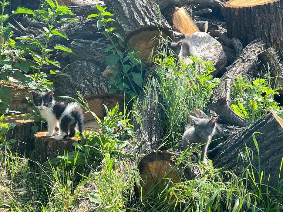 Віддам кошенят у добрі руки