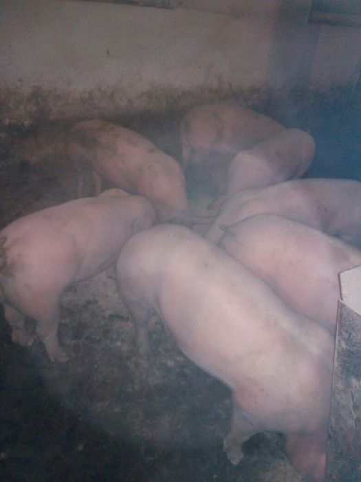 Свині , свиня ,; (100-150 кг)