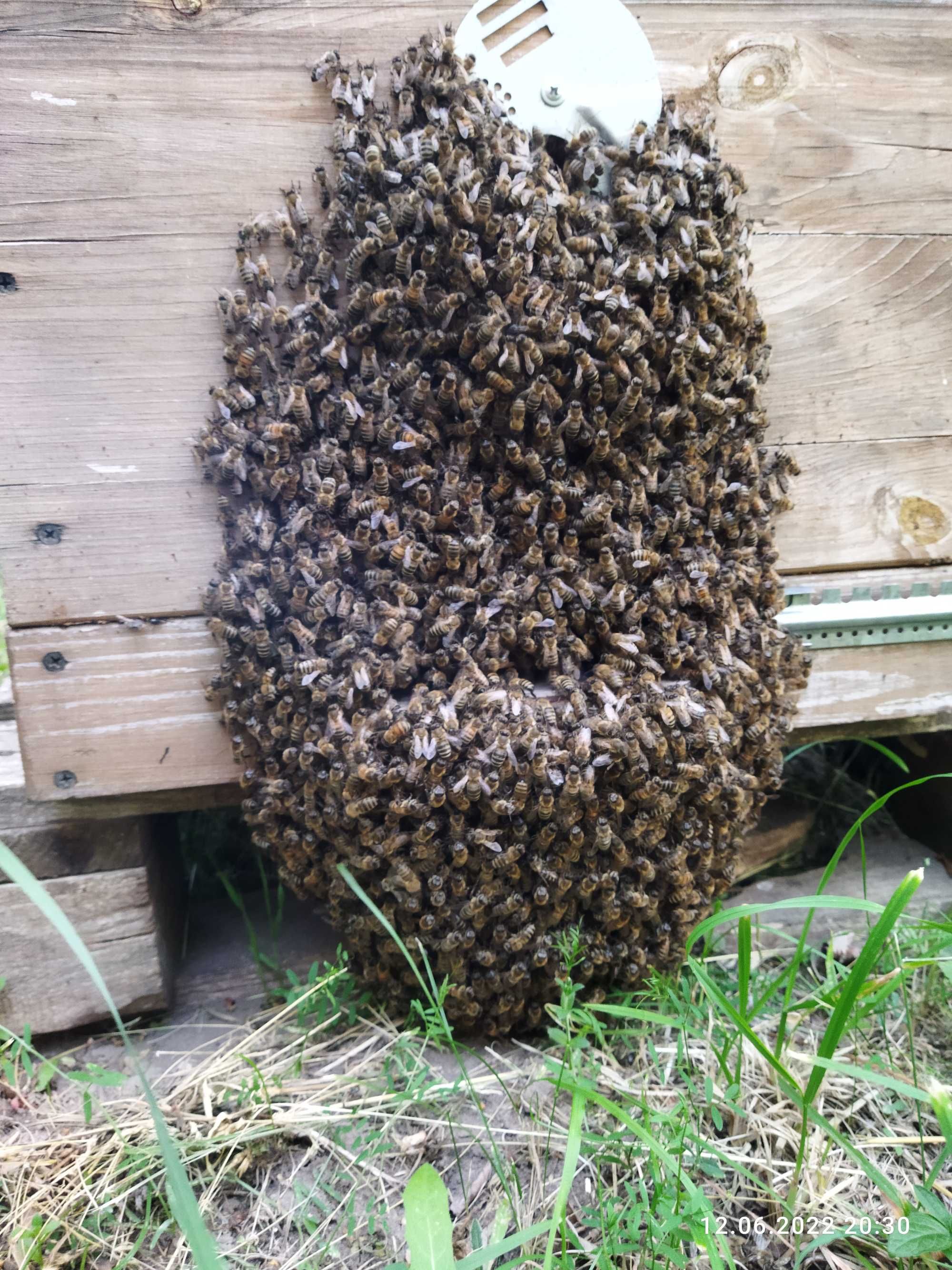 Бджолосіім'ї, бджолопакети