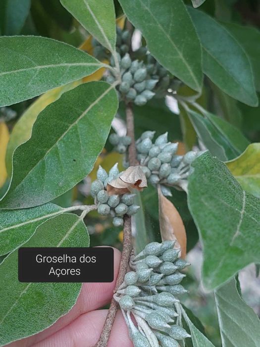 Groselha dos Açores - Elaeagnus umbellata