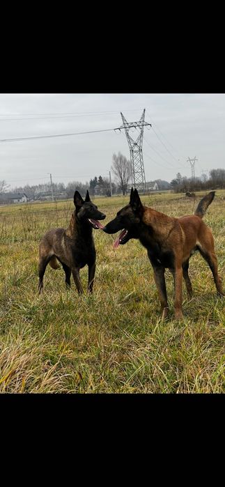 Szczeniaki owczarek belgijski