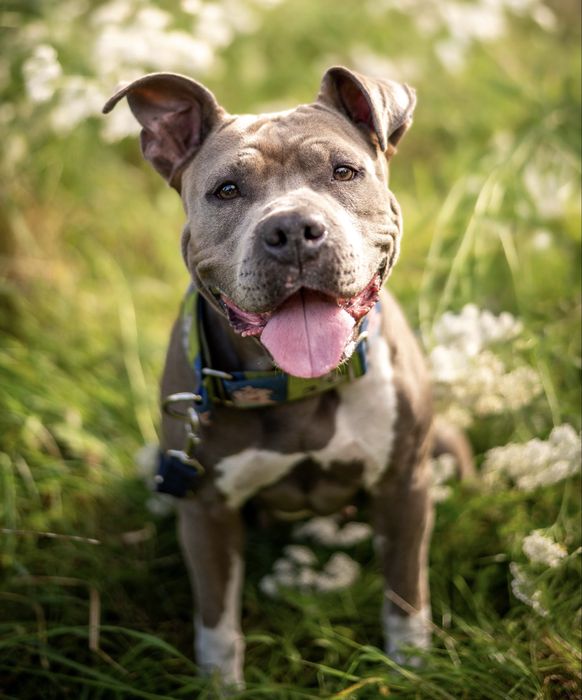 Sunia amstaff Lara do dobrego domu