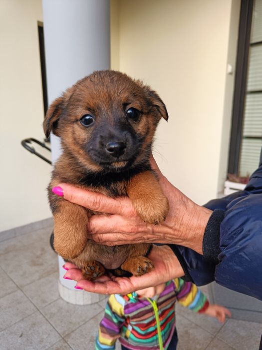 Do oddania suczka szczeniak rasy mieszanej