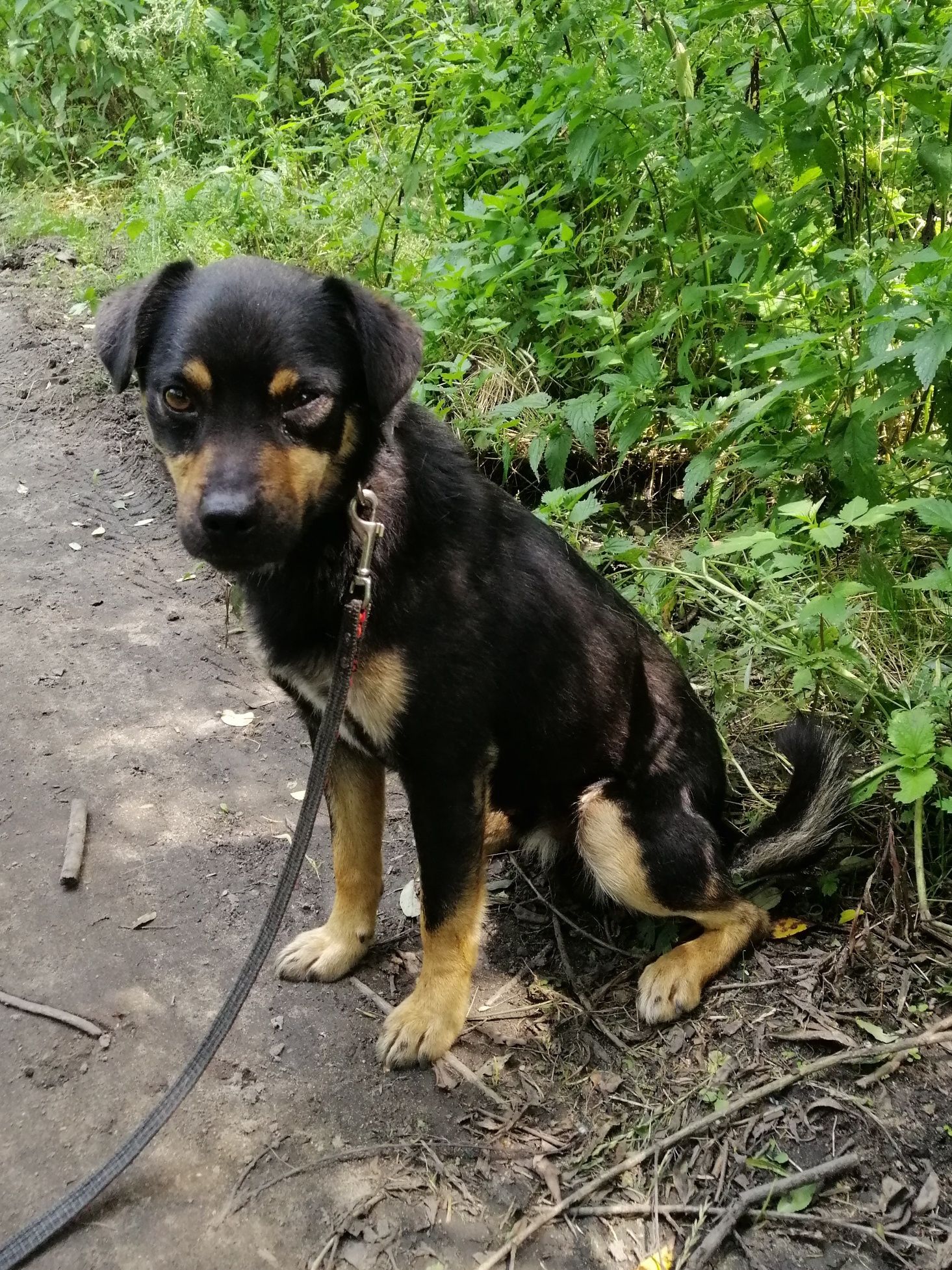 ZIOMEK młody spokojny piesek poleca się do adopcji