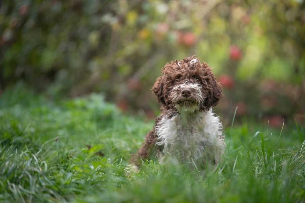 Lagotto Romagnolo - bystry chłopiec ZKwP FCI