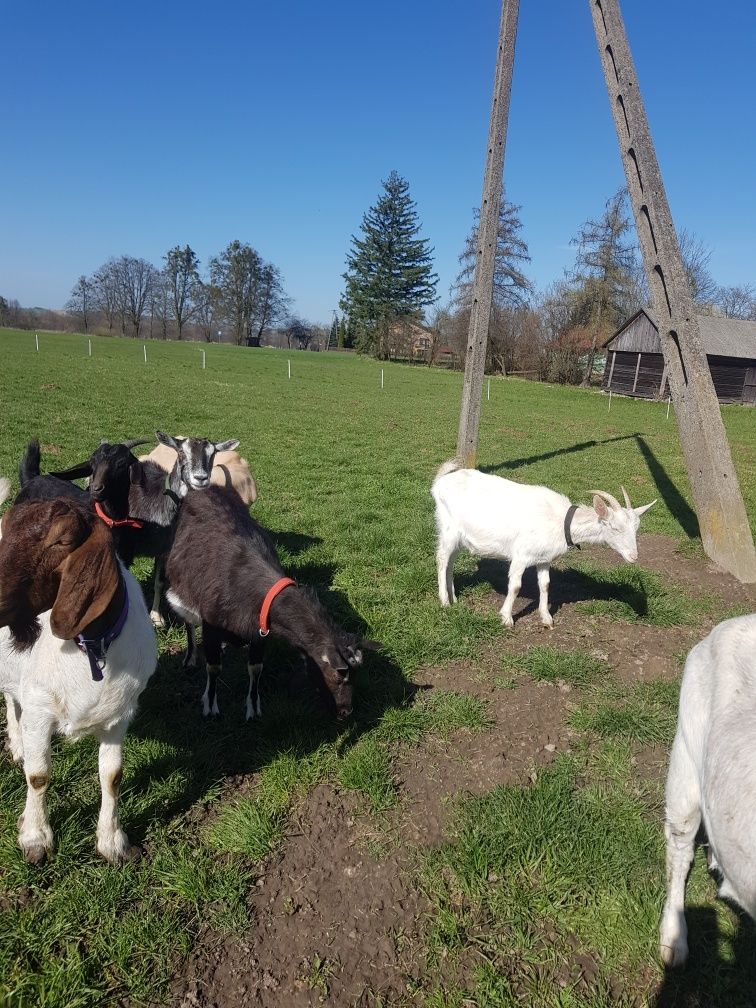 Mleko Kozie Ser Kozi Ekologiczne Naturalne Twaróg Ser Podpuszczkowy