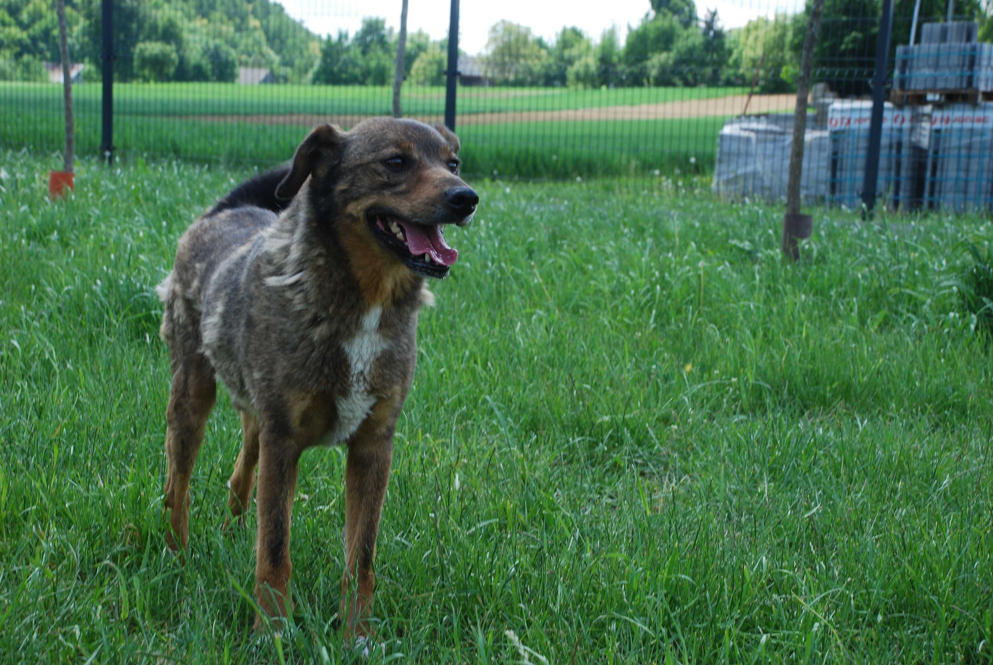 Uroczy, nieduży MAGNESIK czeka na adopcję