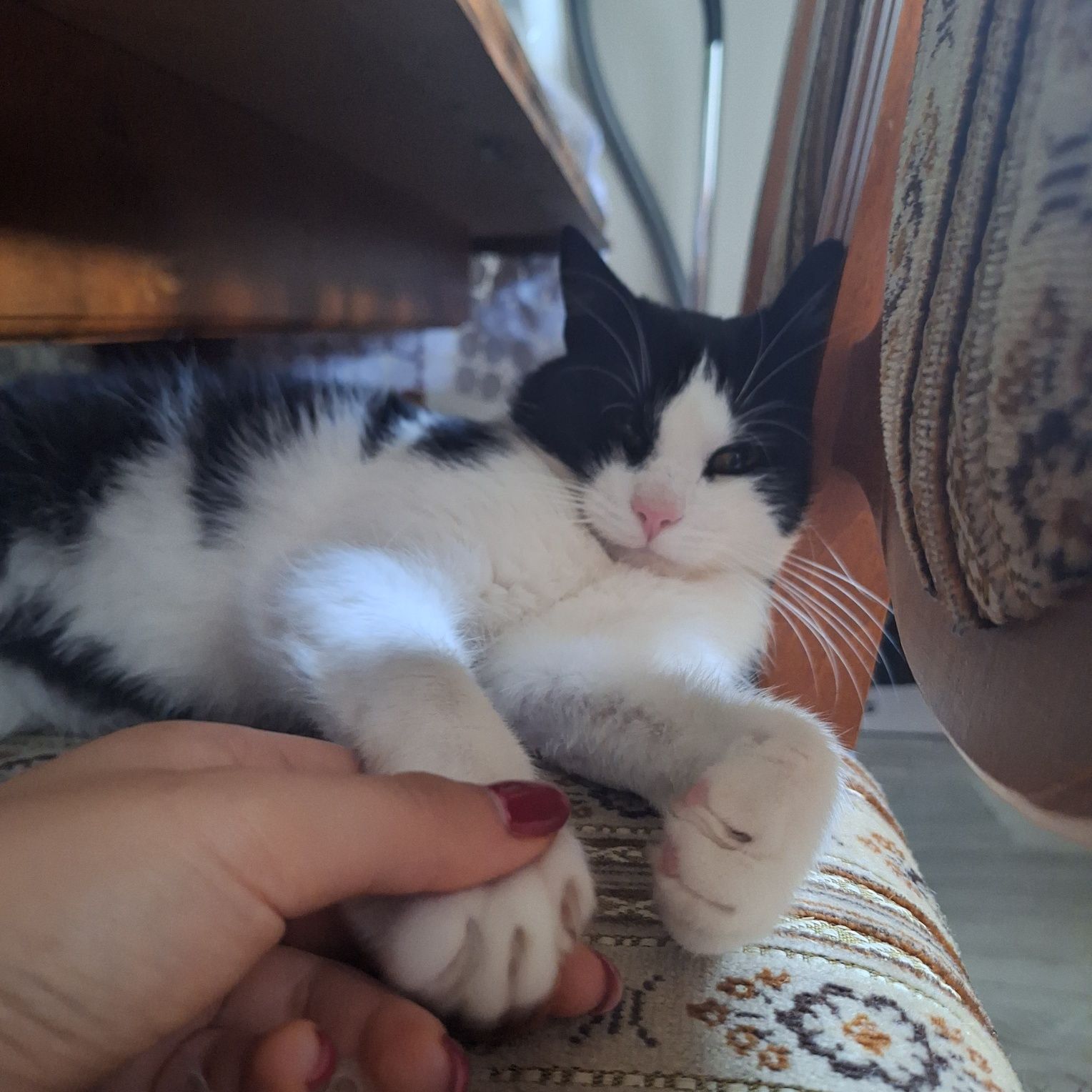 Świadomy domek dla kocurka