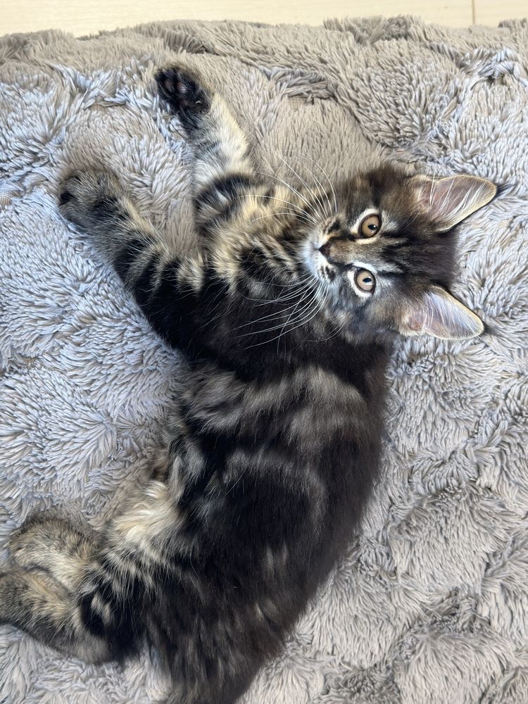 Kocieta Maine Coon czarne pręgowane