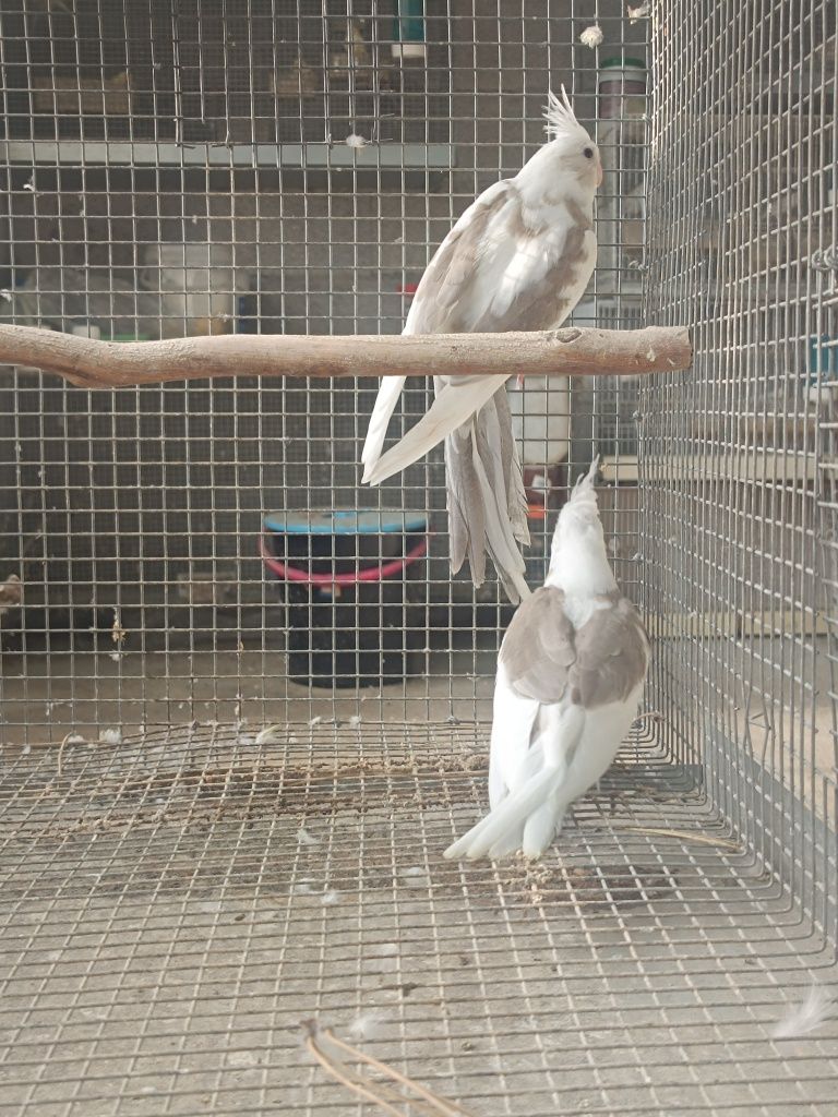 Caturras machos .