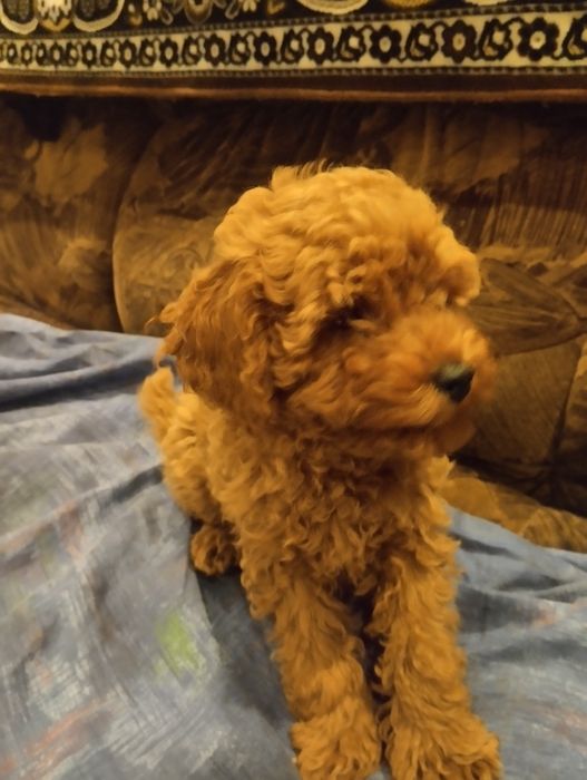 Щенки той пудель