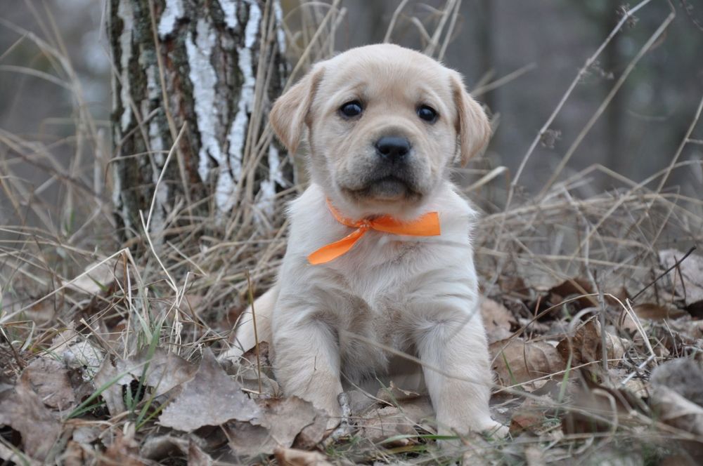 Гарнi цуценята лабрадора ретривера