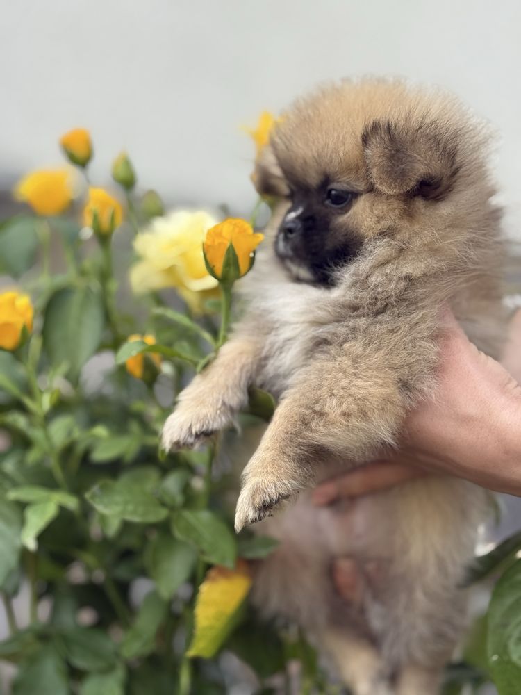 Гарний хлопчик рудий