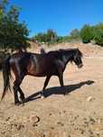 Vendo cavalo castrado, tem passaporte,engatado e montado
