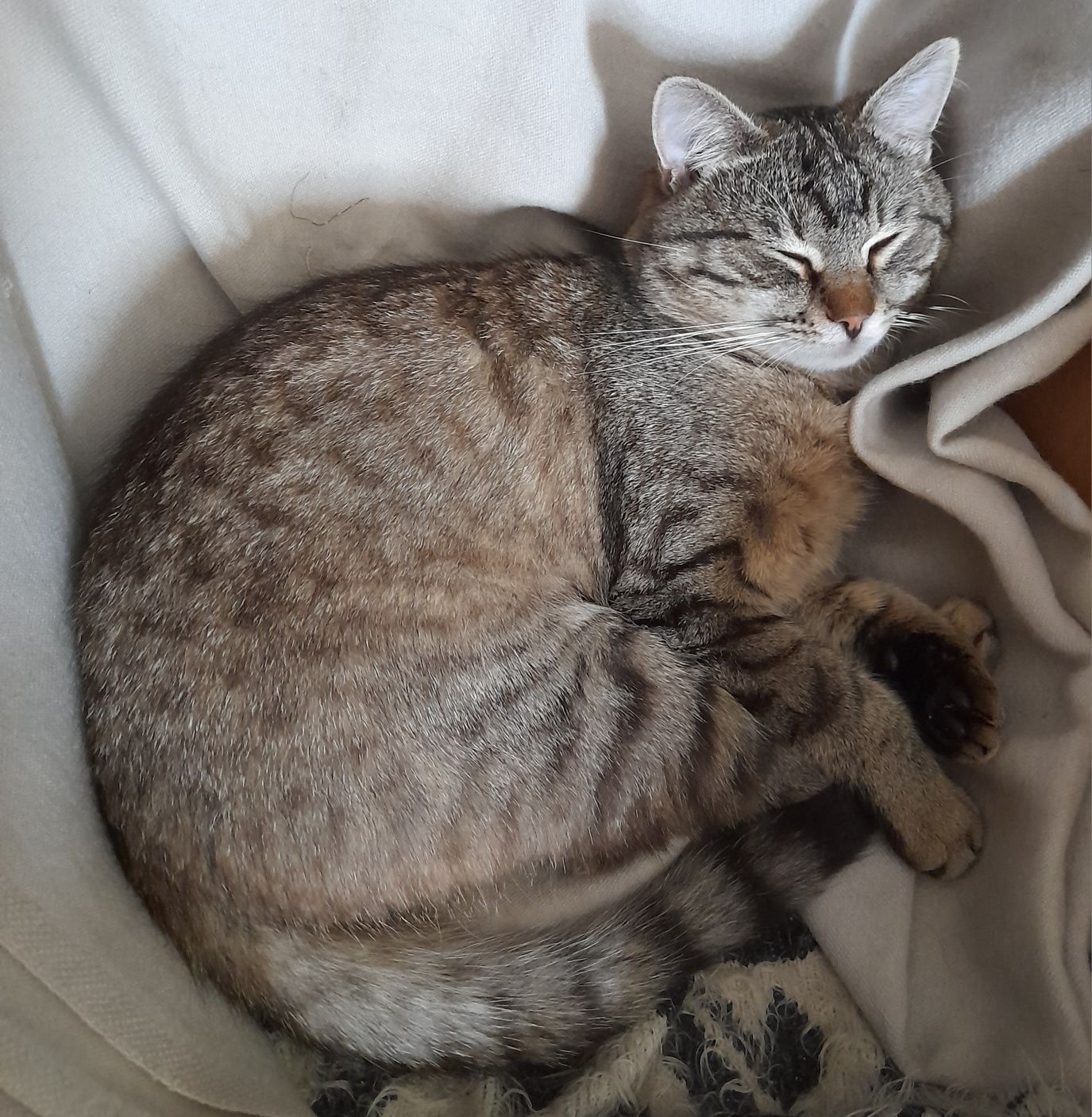 Котик ищет любящую семью.