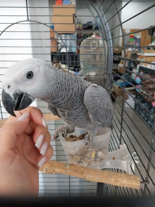 Papagaio cinzento macho