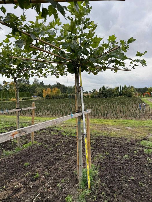 Platan klonolistny dach 20-25, 25-30 cm