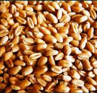 Продам пшеницю врожай 2023р.