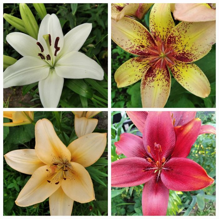 Лілії (лилии) різні сорти