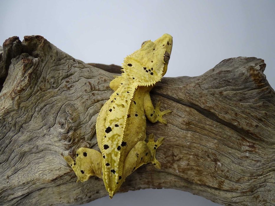 Gekon Orzęsiony samica Dalmatian