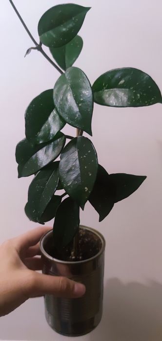 Хойя Карноза (Восковой Плющ)