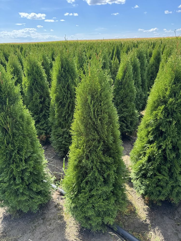 Gęsta Tuja Szmaragd 160-170cm Producent Sadzenie Dostawa