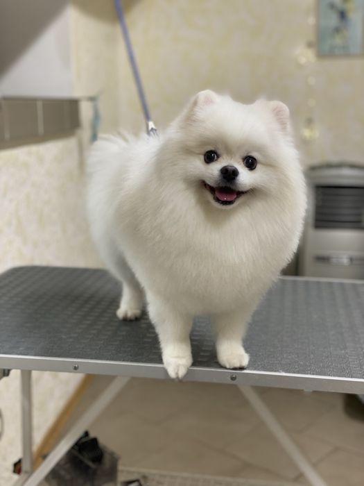 Стрижка Груминг Південне