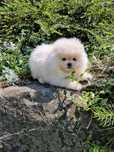 Szpic miniaturowy pomeranian Fci