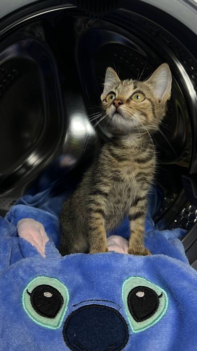 Отлам_ кошки_ котята_ тигренок