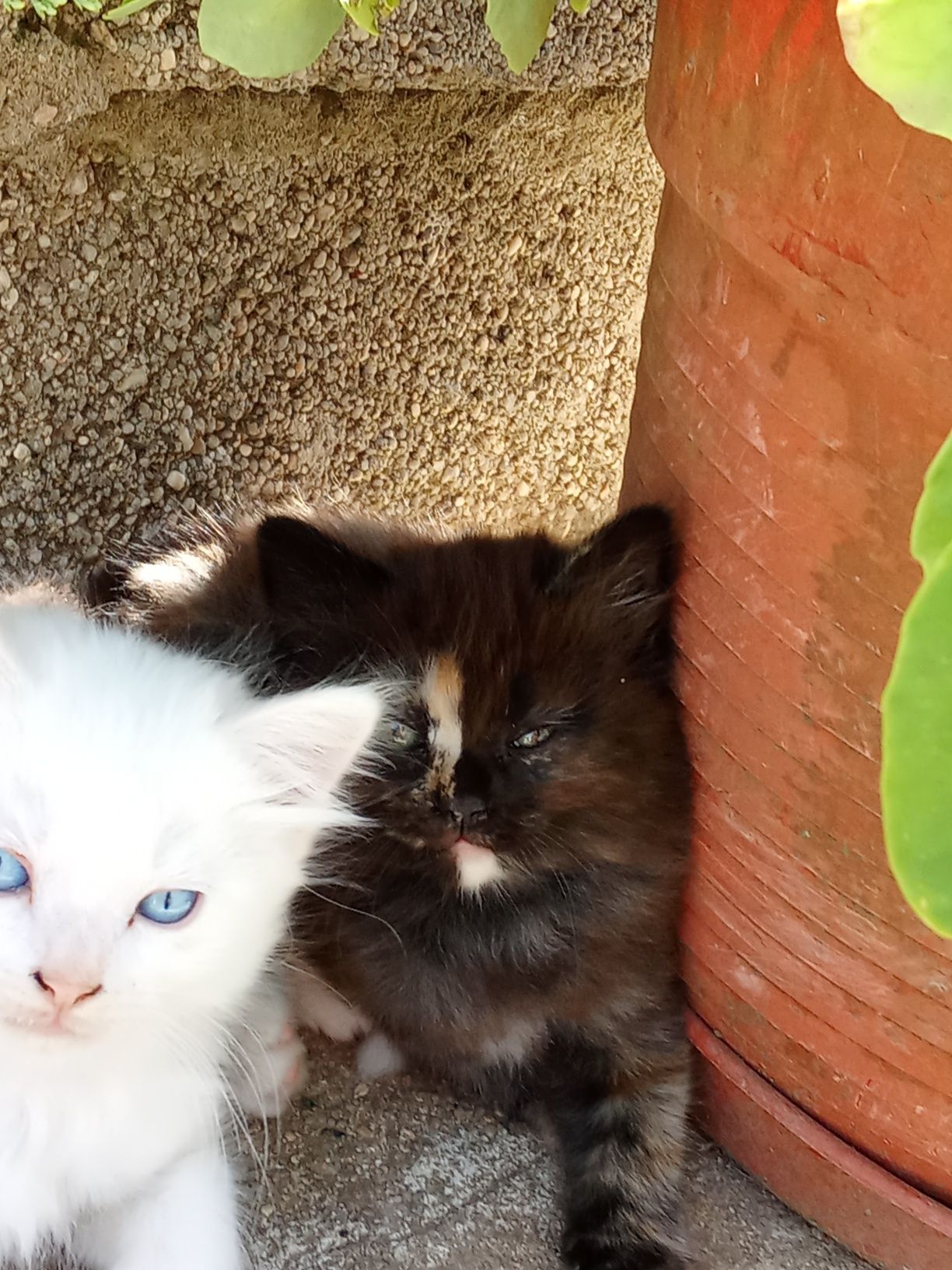 Gata persa meiguinha