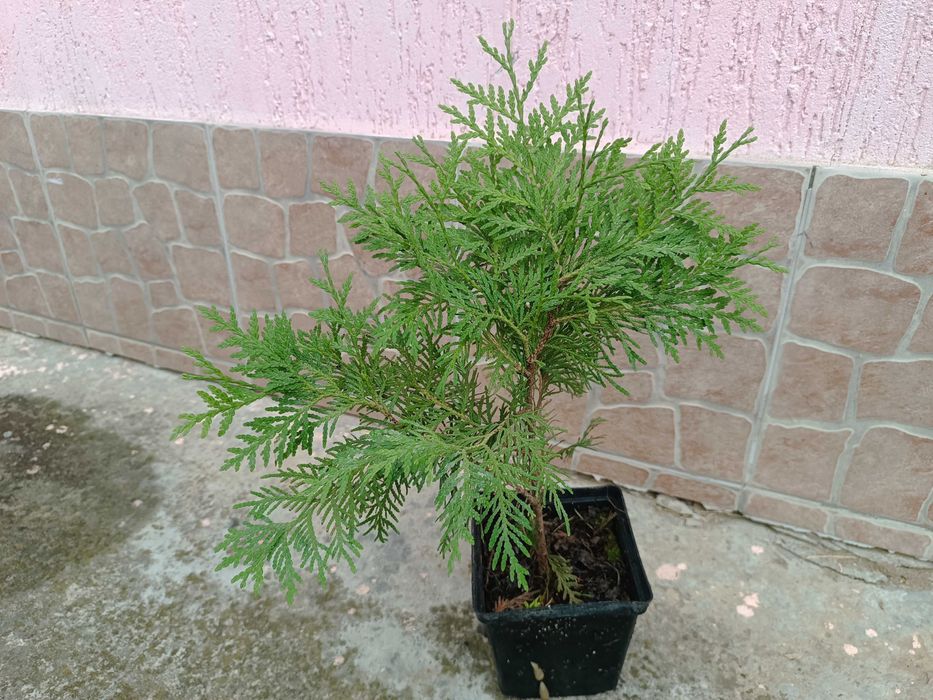 Туя западная Danica Aurea \Туя західна Даніка Ауреа в контейнере