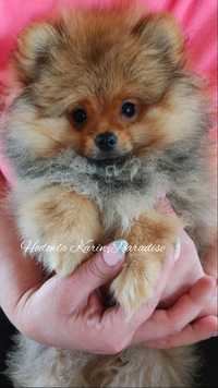 Szpic pomeranian miniaturowy piesek orange