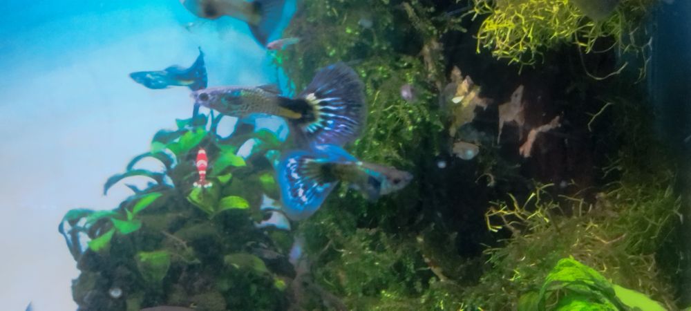 Guppys Galaxy blue