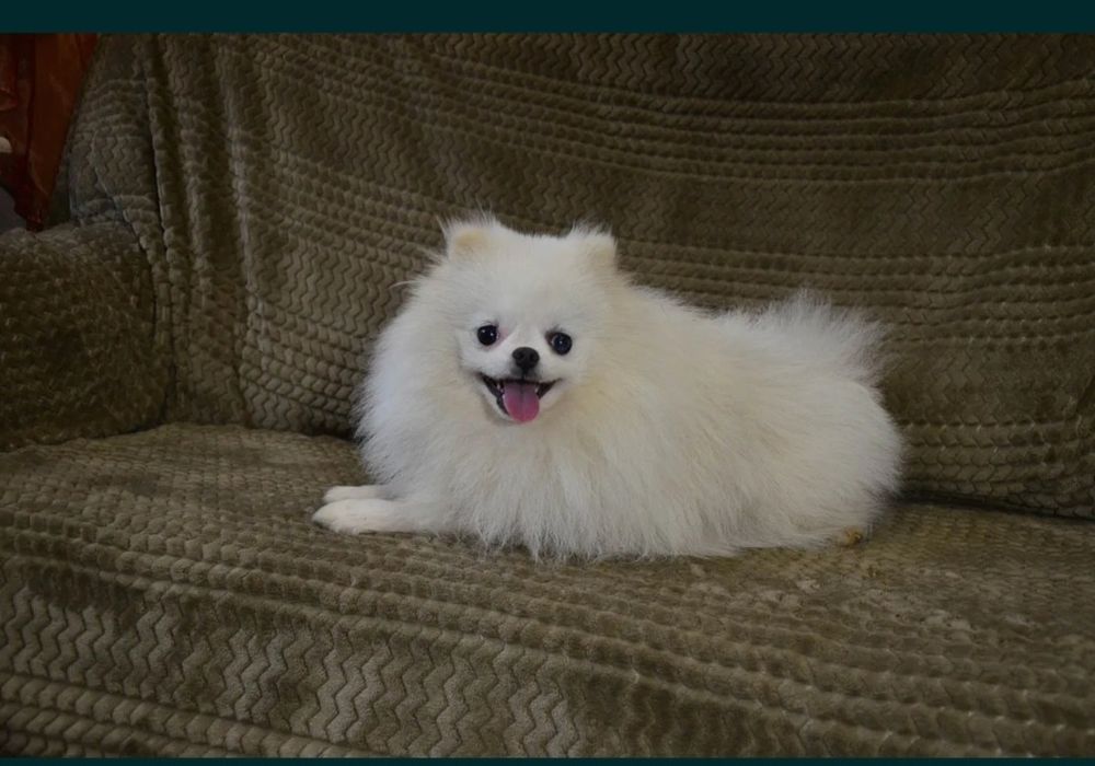 Chłopak. Pomeranian. Biały color