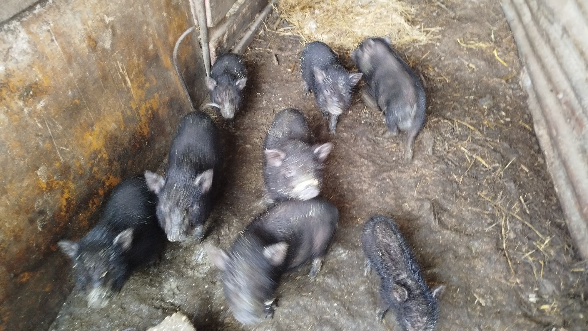 Porcos vietnamitas bebés bem gordinhos