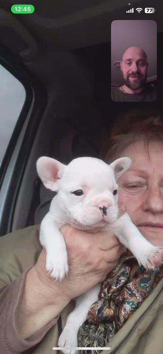 Французький бульдог