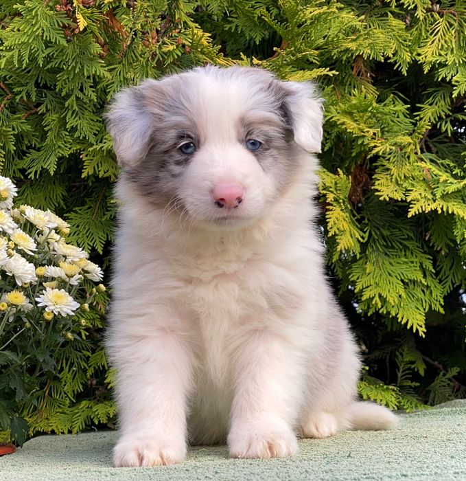 Border Collie chłopiec DERYL