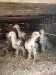 Pintos brahma dark
