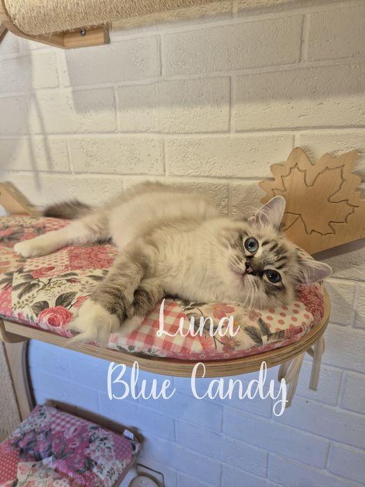 Kotka Ragdoll Luna Blue Candy Pl Warszawa Gotowa do odbioru FPL