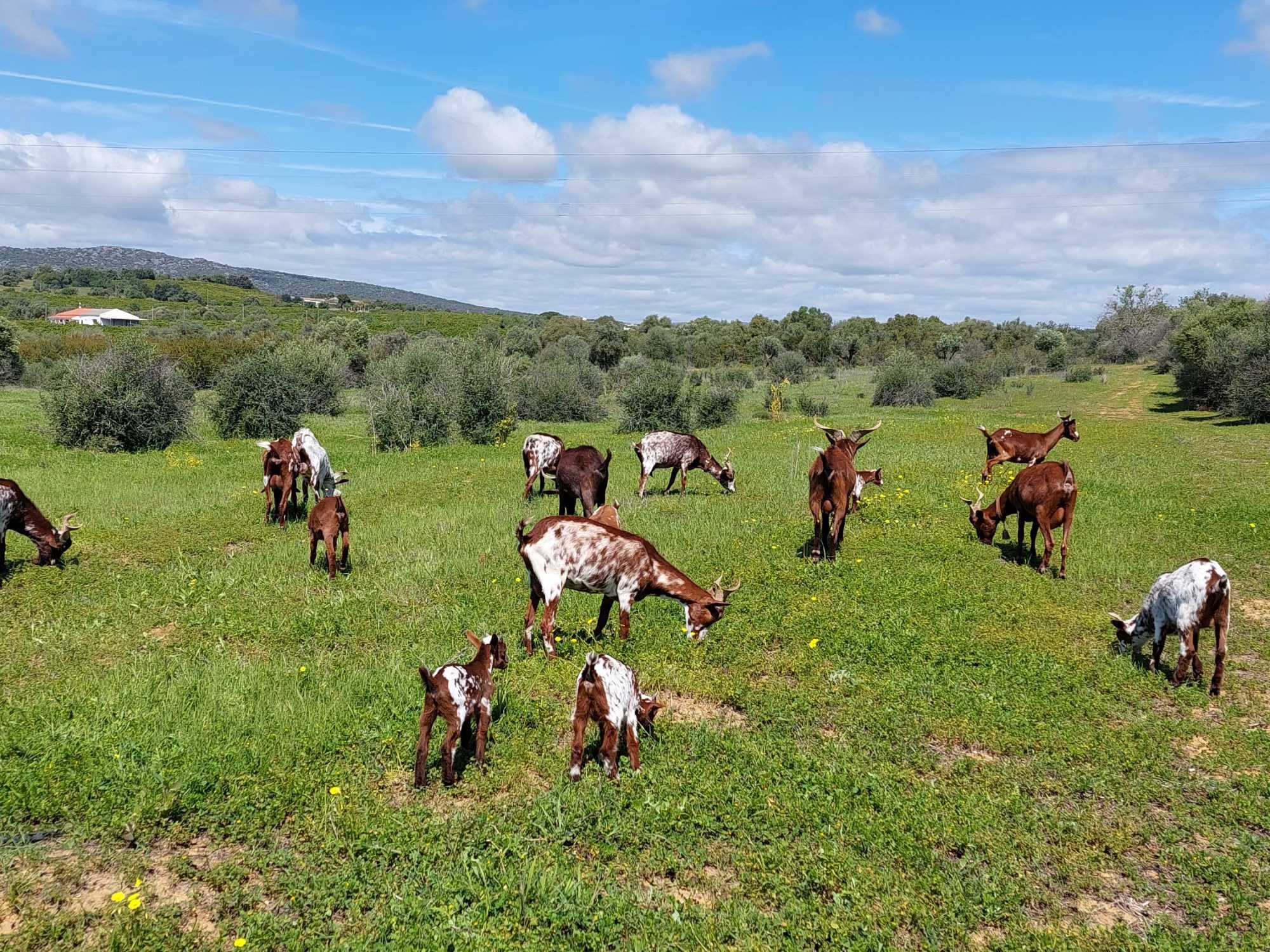 Cabras Algarvias