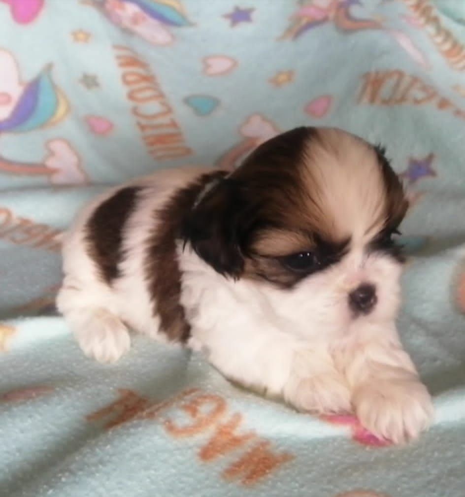 Cachorrinha Shih-tzu Fêmea