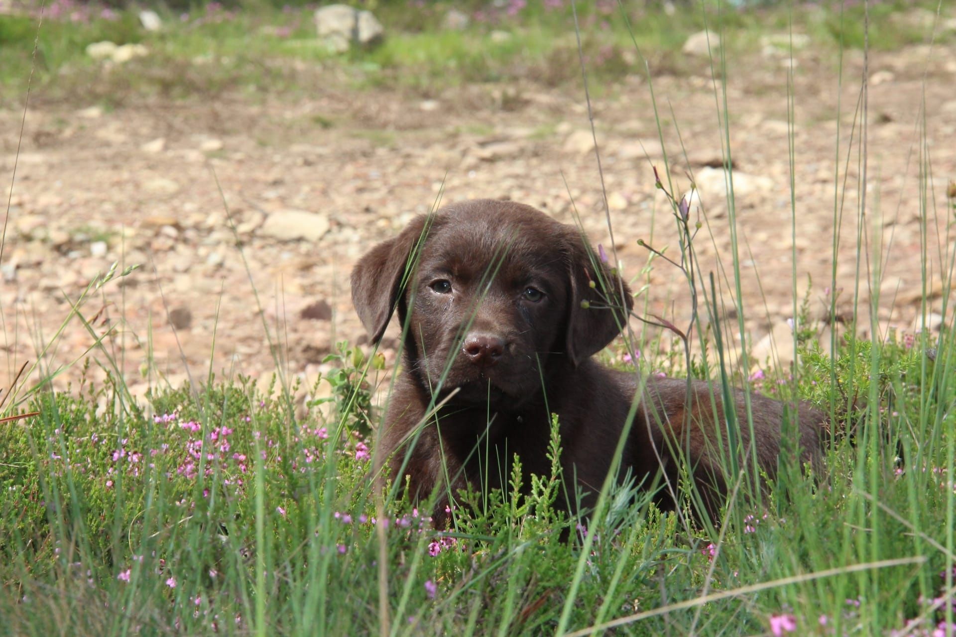 Labrador com Lop