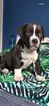American Bully XL suczka