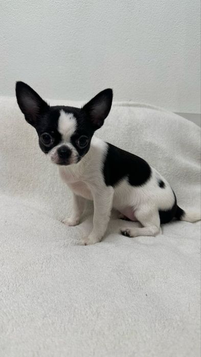 Чіхуашечка готова до подорожі